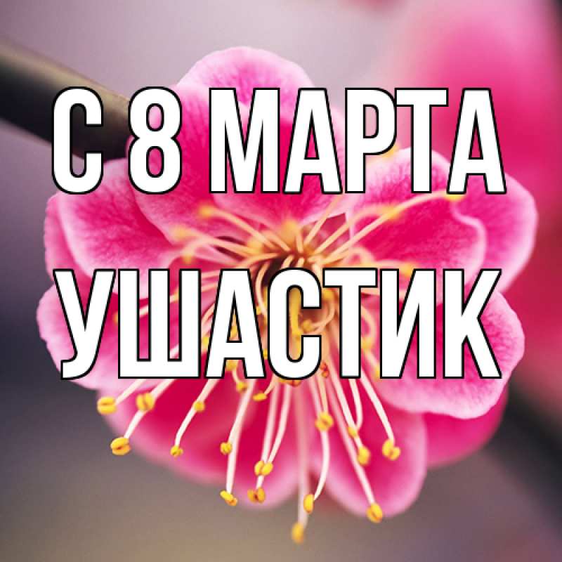 Картинка C 8 МАРТА, Ушастик