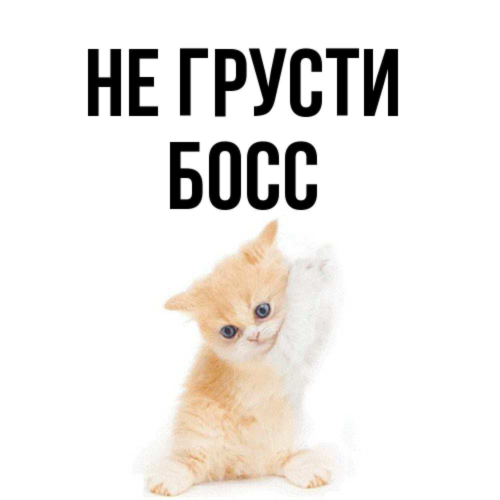 Открытка на каждый день с именем, Босс Не грусти просящий кот Прикольная открытка с пожеланием онлайн скачать бесплатно 