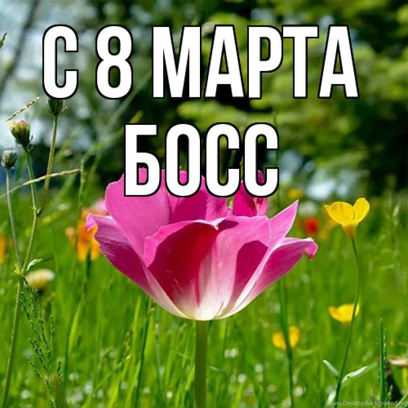 Картинка C 8 МАРТА, Босс