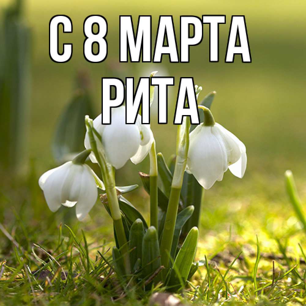 Открытка на каждый день с именем, Рита C 8 МАРТА ранние цветы 2 Прикольная открытка с пожеланием онлайн скачать бесплатно 