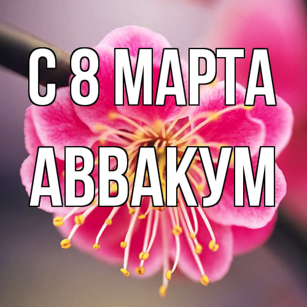 Открытка на каждый день с именем, Аввакум C 8 МАРТА цветы Прикольная открытка с пожеланием онлайн скачать бесплатно 