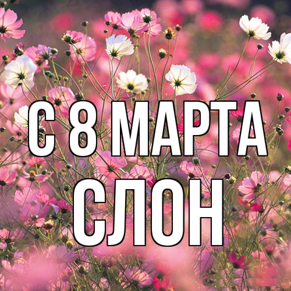 Открытка на каждый день с именем, Слон C 8 МАРТА красиво 1 Прикольная открытка с пожеланием онлайн скачать бесплатно 