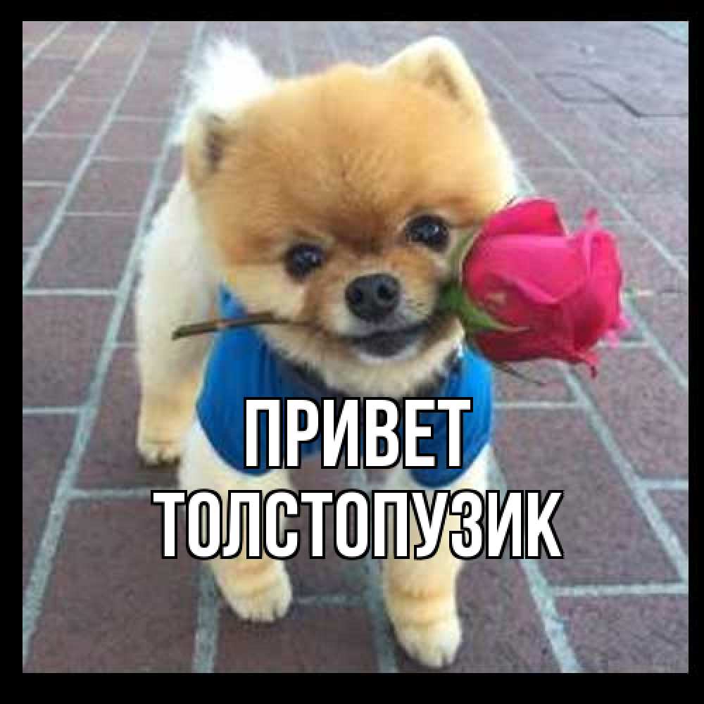 Открытка на каждый день с именем, Толстопузик Привет роза в зубах у собаки Прикольная открытка с пожеланием онлайн скачать бесплатно 