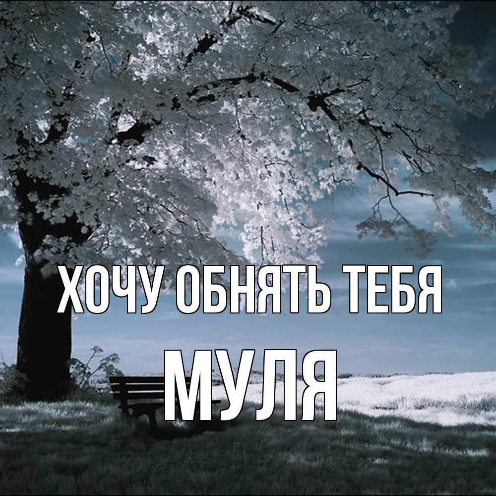 Открытка на каждый день с именем, Муля Хочу обнять тебя дерево Прикольная открытка с пожеланием онлайн скачать бесплатно 