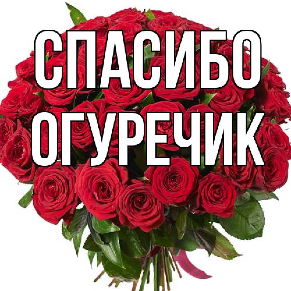Открытка на каждый день с именем, Огуречик Спасибо букет красных роз Прикольная открытка с пожеланием онлайн скачать бесплатно 