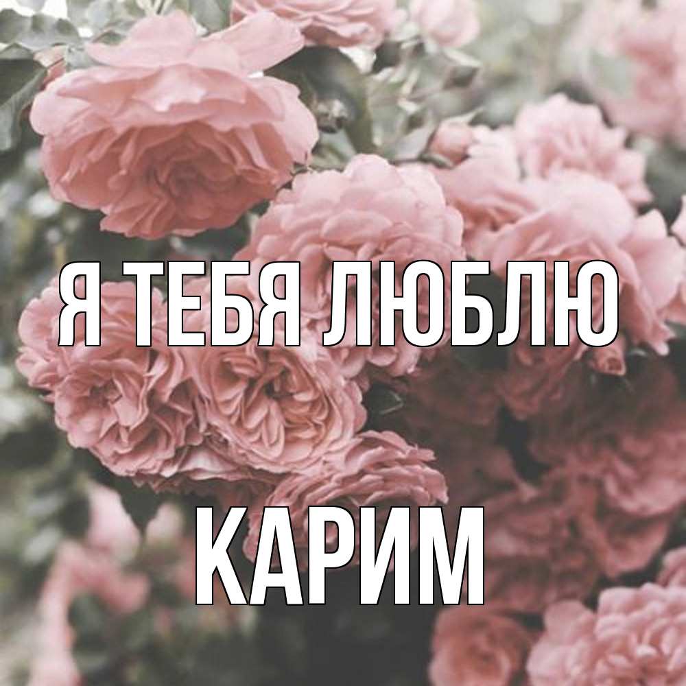 Открытка на каждый день с именем, Карим Я тебя люблю розы 3 Прикольная открытка с пожеланием онлайн скачать бесплатно 