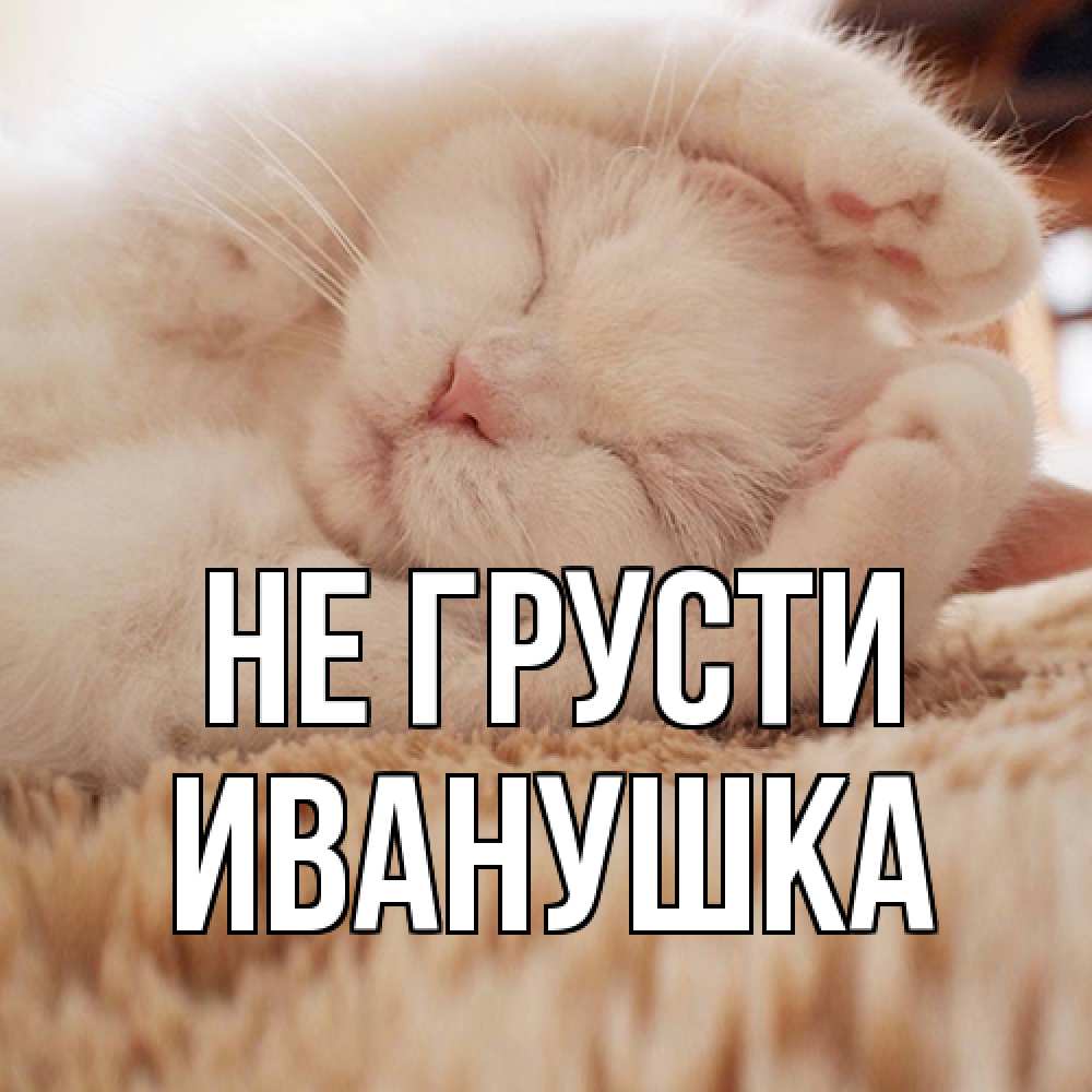 Открытка на каждый день с именем, Иванушка Не грусти белый кот Прикольная открытка с пожеланием онлайн скачать бесплатно 