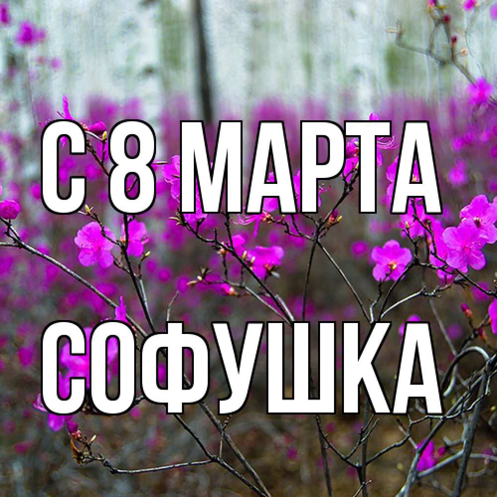 Открытка на каждый день с именем, Софушка C 8 МАРТА дикие цветы Прикольная открытка с пожеланием онлайн скачать бесплатно 