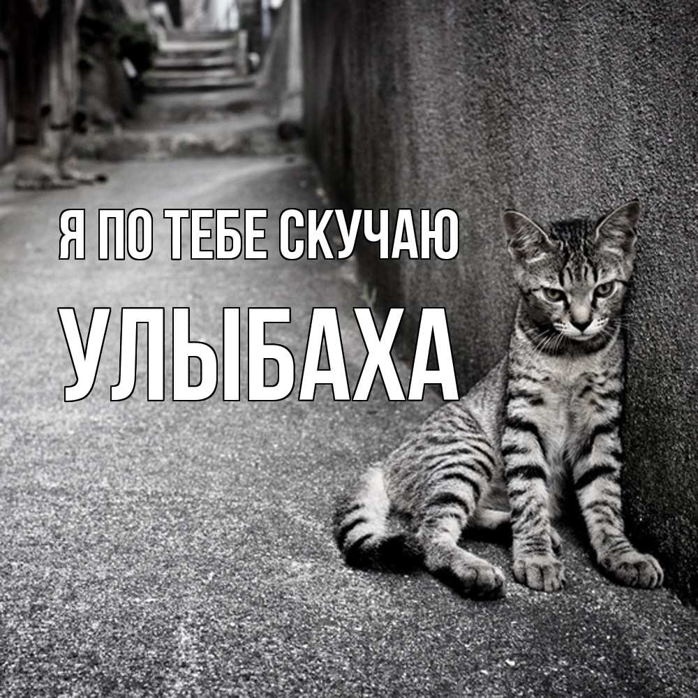 Открытка на каждый день с именем, Улыбаха Я по тебе скучаю одиноко котику Прикольная открытка с пожеланием онлайн скачать бесплатно 