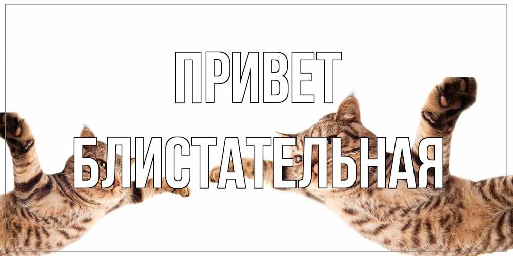 Открытка на каждый день с именем, блистательная Привет кот Прикольная открытка с пожеланием онлайн скачать бесплатно 