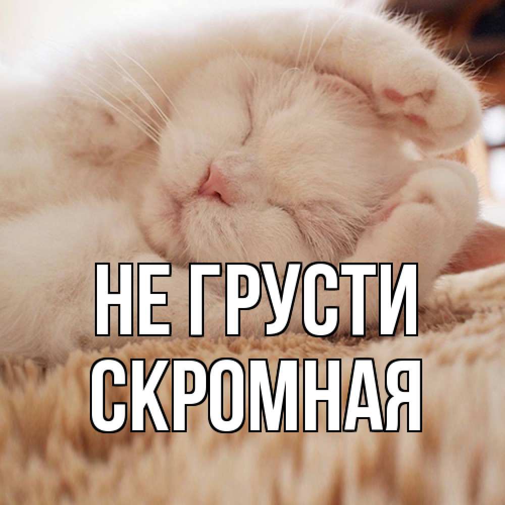 Открытка на каждый день с именем, скромная Не грусти белый кот Прикольная открытка с пожеланием онлайн скачать бесплатно 