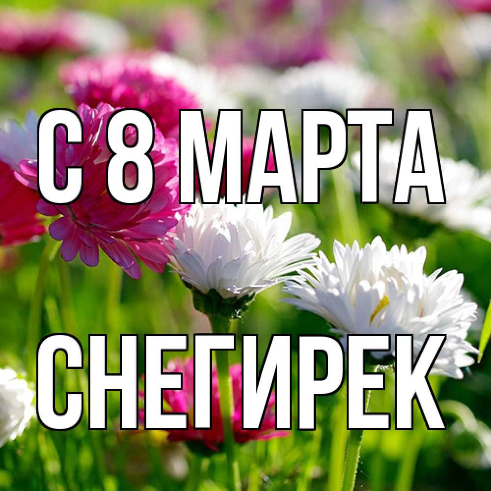 Открытка на каждый день с именем, снегирек C 8 МАРТА международный женский день 1 Прикольная открытка с пожеланием онлайн скачать бесплатно 