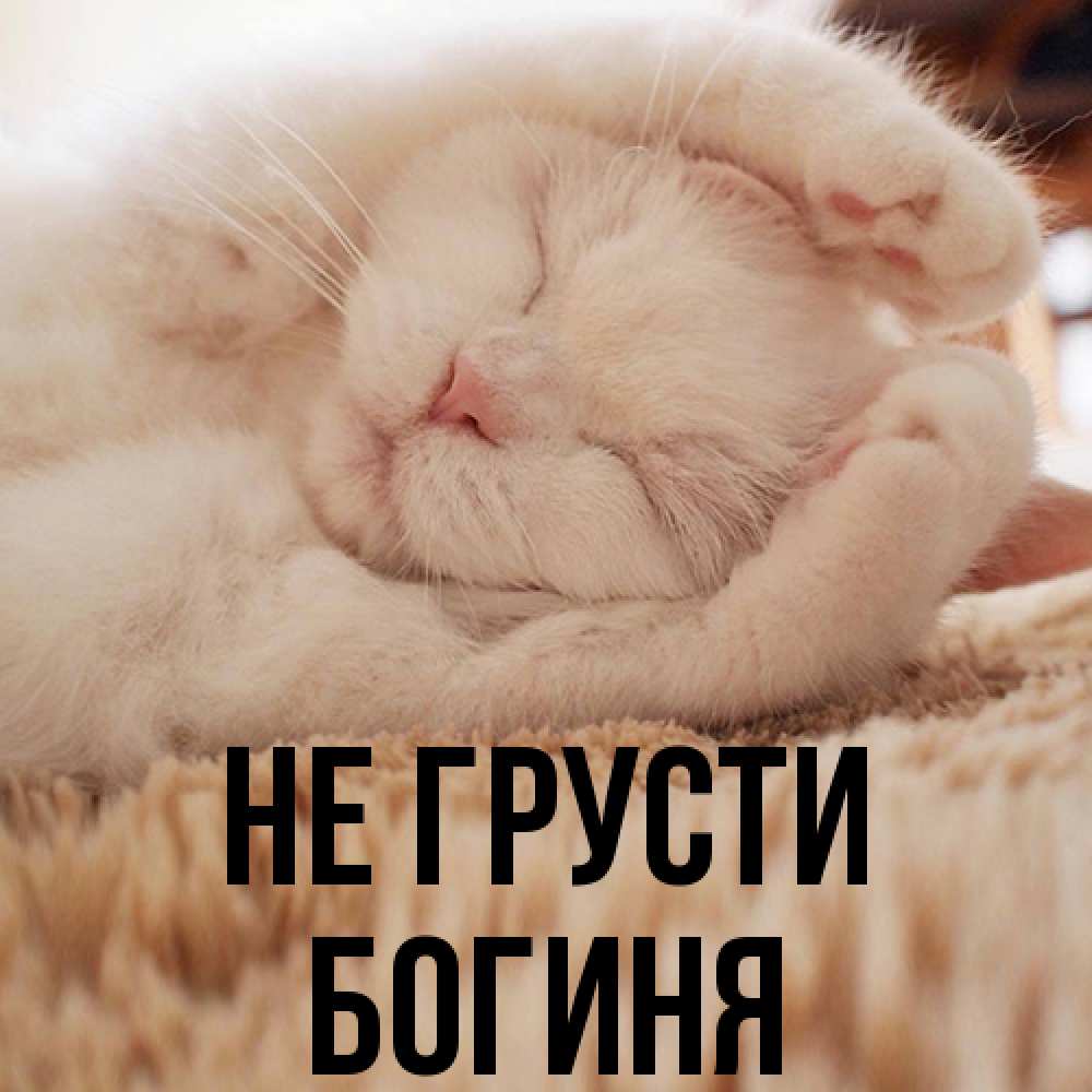 Открытка на каждый день с именем, Богиня Не грусти Котенок спит Прикольная открытка с пожеланием онлайн скачать бесплатно 