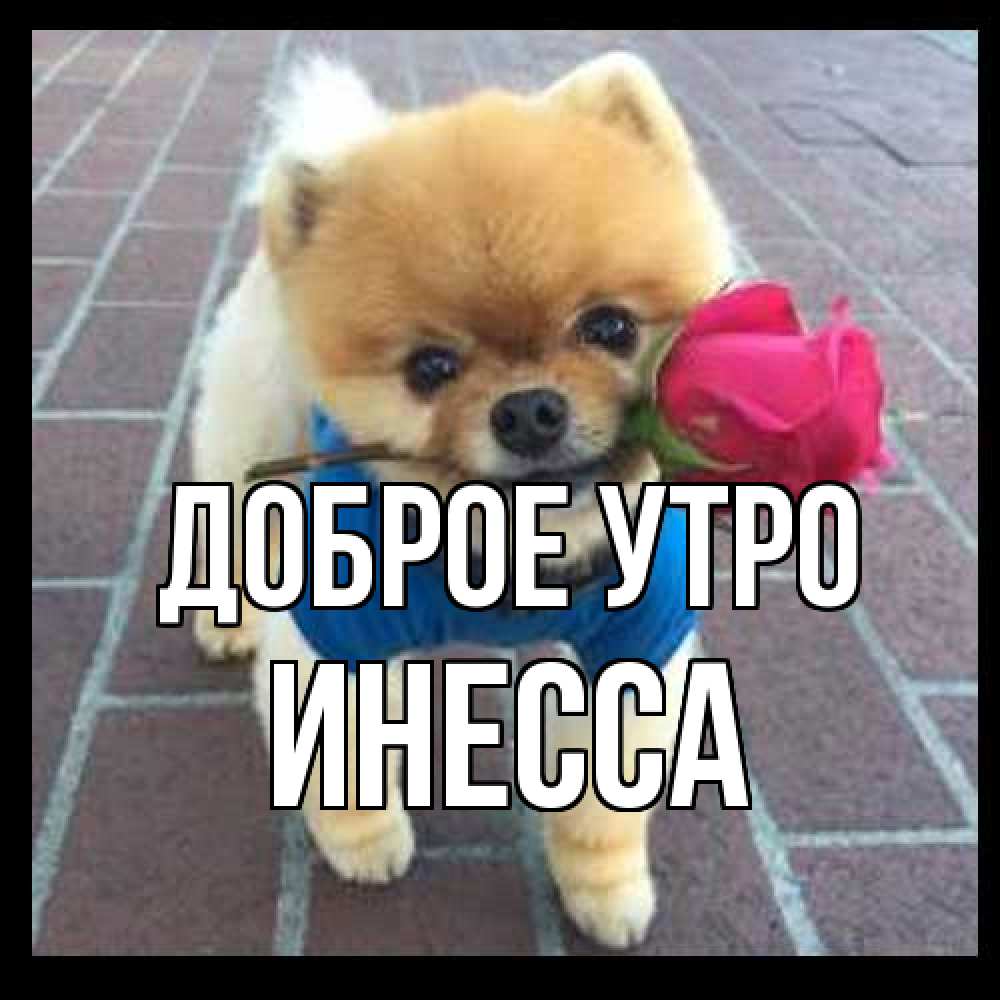 Открытка на каждый день с именем, Инесса Доброе утро роза в зубах Прикольная открытка с пожеланием онлайн скачать бесплатно 