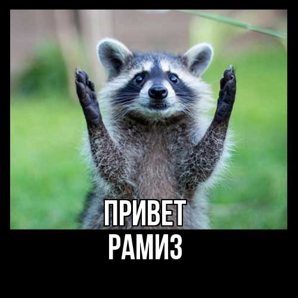 Открытка на каждый день с именем, Рамиз Привет животные Прикольная открытка с пожеланием онлайн скачать бесплатно 