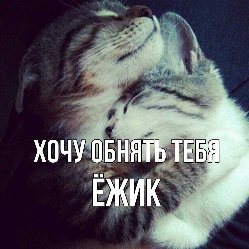 Открытка на каждый день с именем, Ёжик Хочу обнять тебя полосатики Прикольная открытка с пожеланием онлайн скачать бесплатно 