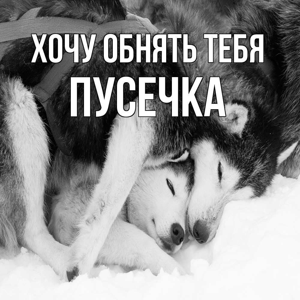 Открытка на каждый день с именем, Пусечка Хочу обнять тебя собачки в упряжке Прикольная открытка с пожеланием онлайн скачать бесплатно 