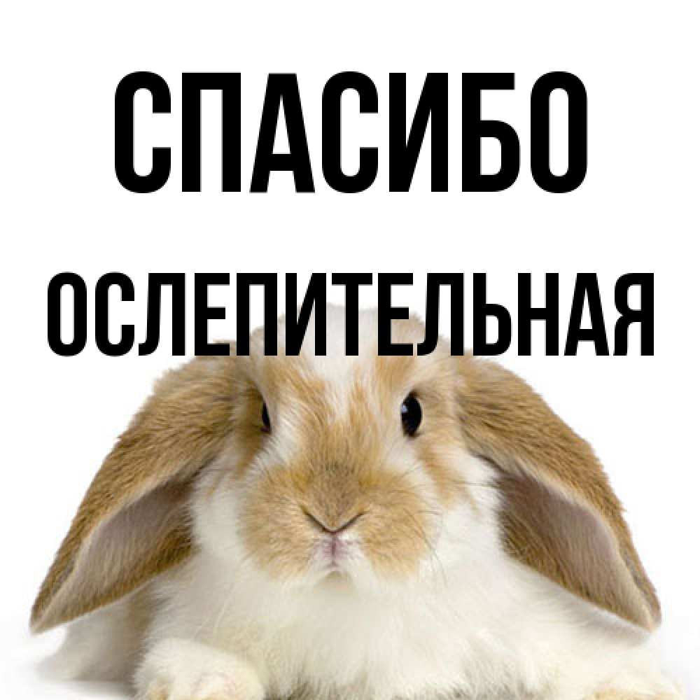 Открытка на каждый день с именем, Ослепительная Спасибо коричнево белый заяц Прикольная открытка с пожеланием онлайн скачать бесплатно 