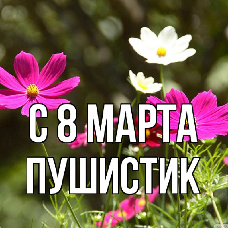 Картинка C 8 МАРТА, Пушистик