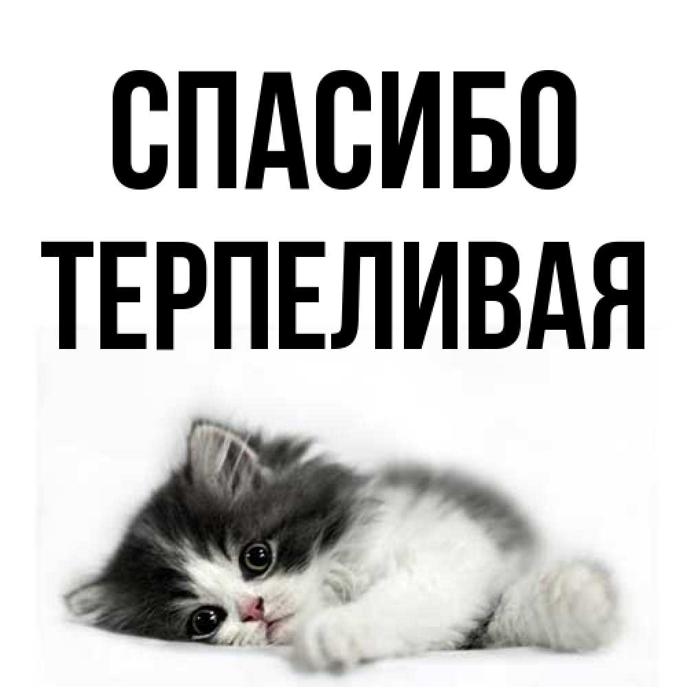 Открытка на каждый день с именем, терпеливая Спасибо черный и белый кот Прикольная открытка с пожеланием онлайн скачать бесплатно 