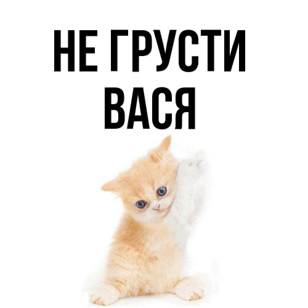 Открытка на каждый день с именем, Вася Не грусти просящий кот Прикольная открытка с пожеланием онлайн скачать бесплатно 