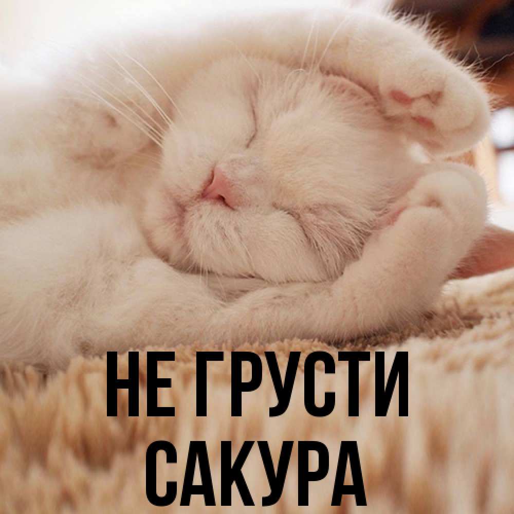 Открытка на каждый день с именем, Сакура Не грусти Котенок спит Прикольная открытка с пожеланием онлайн скачать бесплатно 