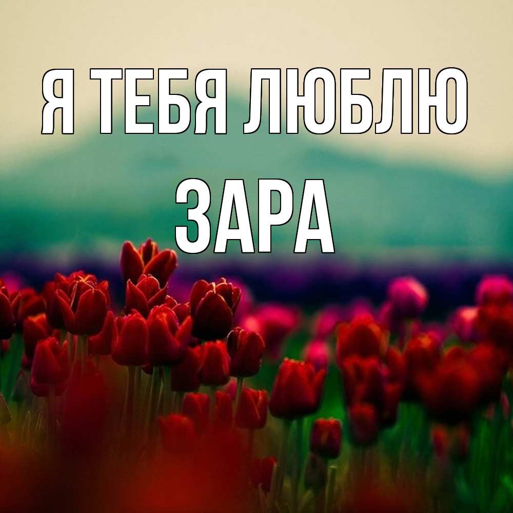 Открытка на каждый день с именем, Зара Я тебя люблю тюльпаны 4 Прикольная открытка с пожеланием онлайн скачать бесплатно 