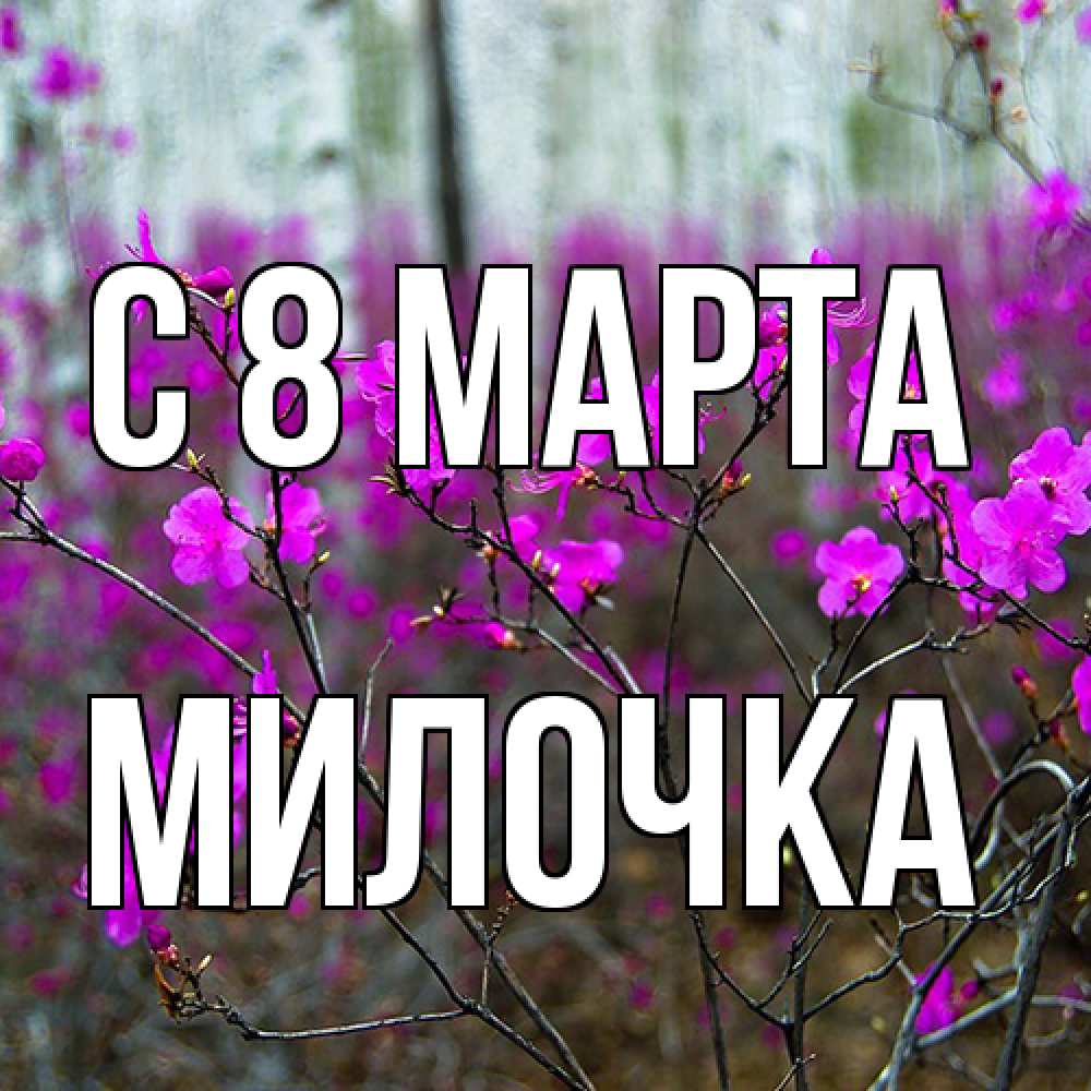 Открытка на каждый день с именем, Милочка C 8 МАРТА дикие цветы Прикольная открытка с пожеланием онлайн скачать бесплатно 