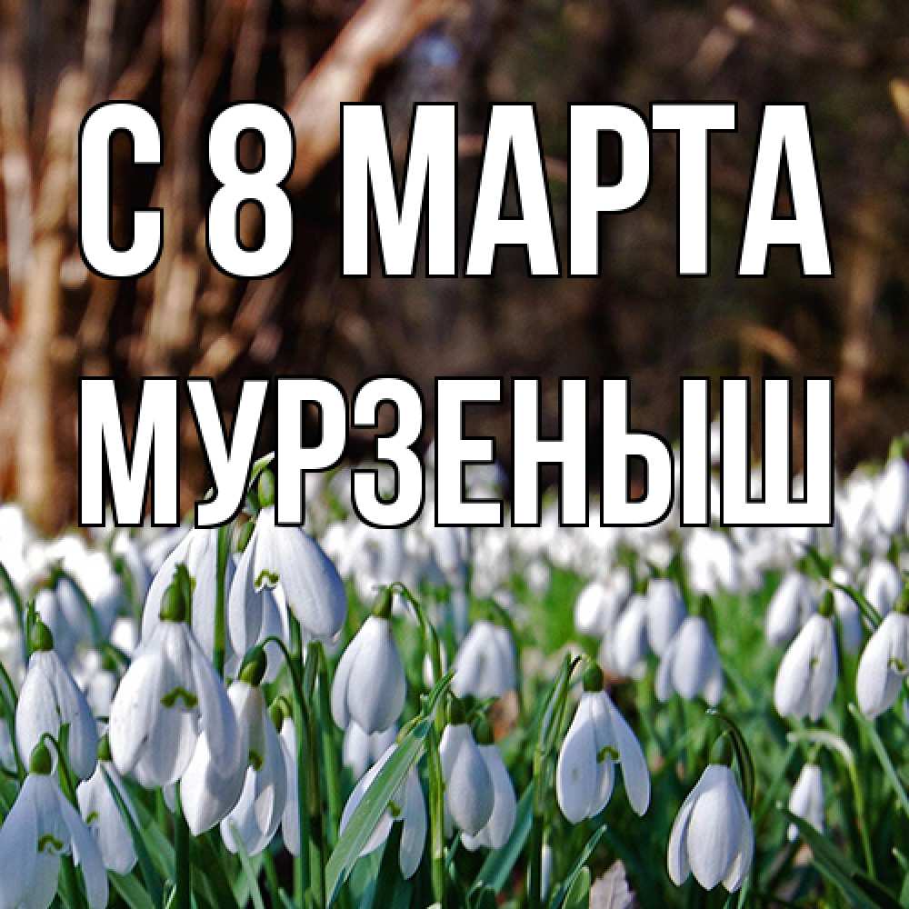 Открытка на каждый день с именем, мурзеныш C 8 МАРТА с подснежниками 1 Прикольная открытка с пожеланием онлайн скачать бесплатно 
