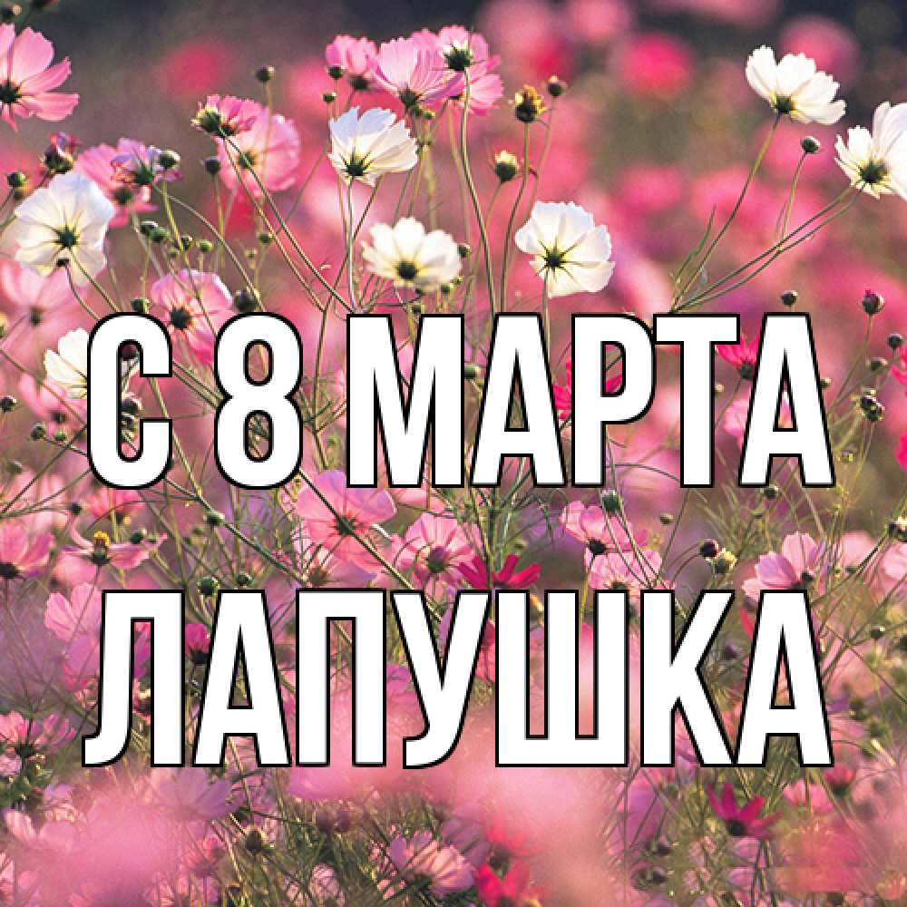Открытка на каждый день с именем, лапушка C 8 МАРТА красиво 1 Прикольная открытка с пожеланием онлайн скачать бесплатно 