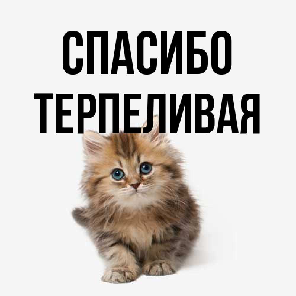 Открытка на каждый день с именем, терпеливая Спасибо пушистый котик Прикольная открытка с пожеланием онлайн скачать бесплатно 