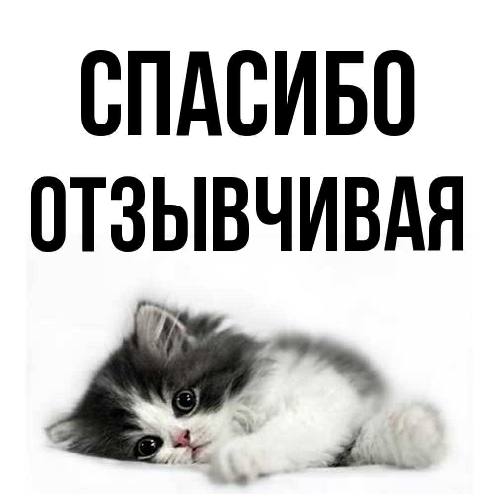 Открытка на каждый день с именем, Отзывчивая Спасибо черный и белый кот Прикольная открытка с пожеланием онлайн скачать бесплатно 