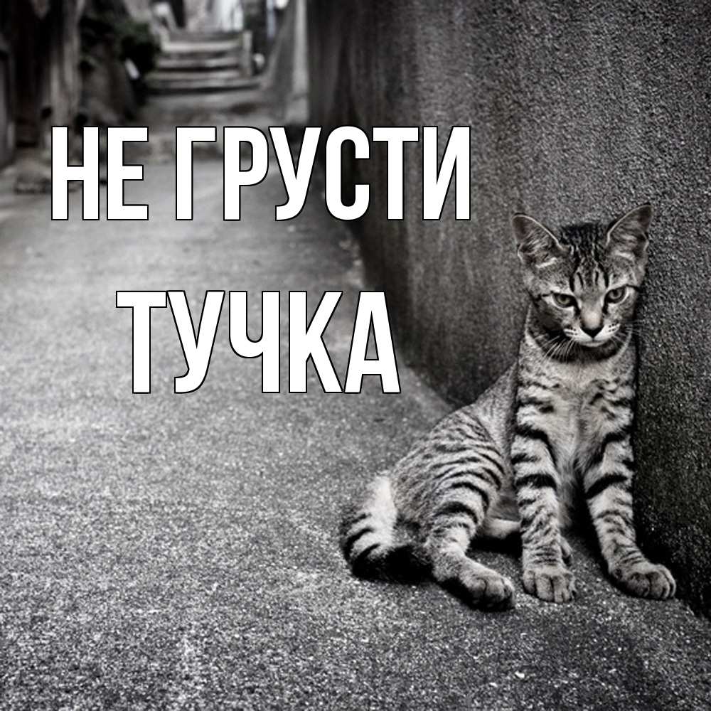 Открытка на каждый день с именем, Тучка Не грусти скучающий котик Прикольная открытка с пожеланием онлайн скачать бесплатно 
