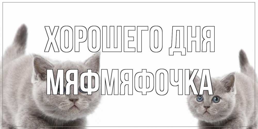 Открытка на каждый день с именем, мяфмяфочка Хорошего дня открытка с котами Прикольная открытка с пожеланием онлайн скачать бесплатно 