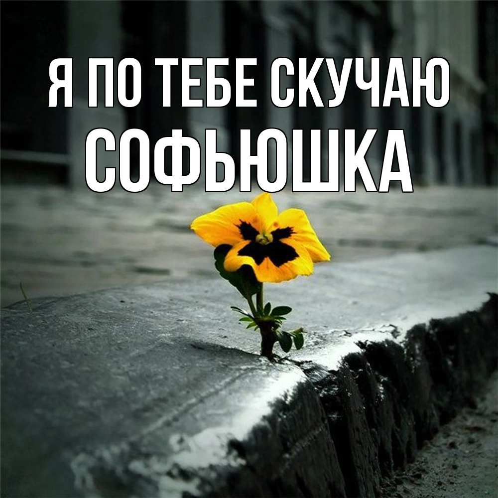 Открытка на каждый день с именем, Софьюшка Я по тебе скучаю надеюсь будет лучше Прикольная открытка с пожеланием онлайн скачать бесплатно 