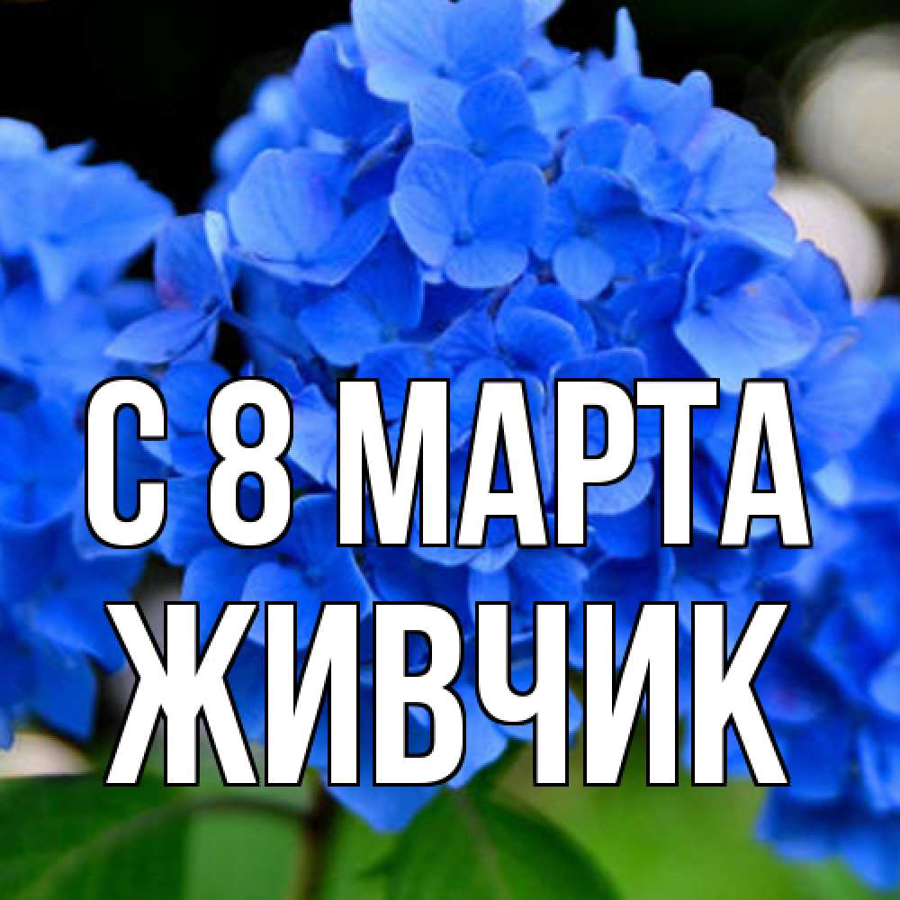 Открытка на каждый день с именем, Живчик C 8 МАРТА синие цветы Прикольная открытка с пожеланием онлайн скачать бесплатно 