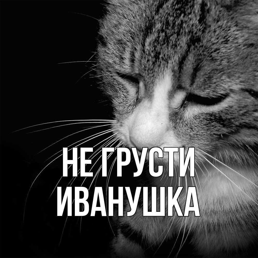 Открытка на каждый день с именем, Иванушка Не грусти грустный котик Прикольная открытка с пожеланием онлайн скачать бесплатно 