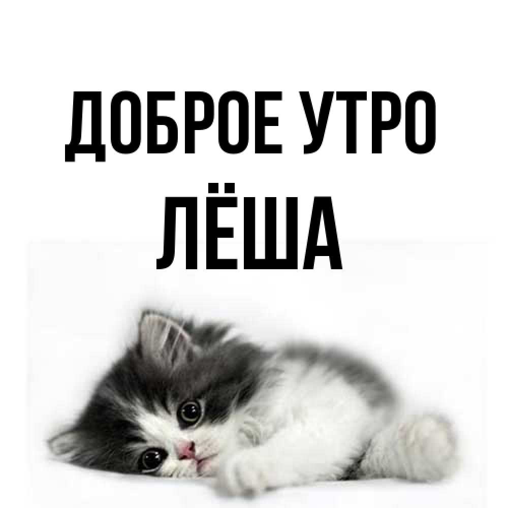Открытка на каждый день с именем, Лёша Доброе утро кот лапки Прикольная открытка с пожеланием онлайн скачать бесплатно 