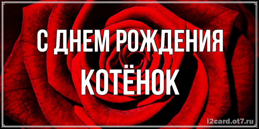 Открытка на каждый день с именем, Котёнок С днем рождения алая роза Прикольная открытка с пожеланием онлайн скачать бесплатно 