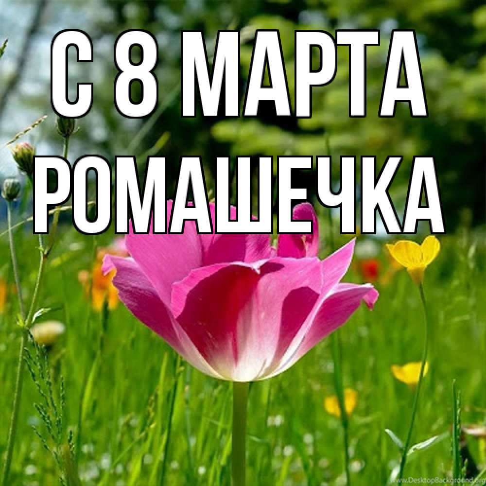 Открытка на каждый день с именем, Ромашечка C 8 МАРТА полевые цветы Прикольная открытка с пожеланием онлайн скачать бесплатно 