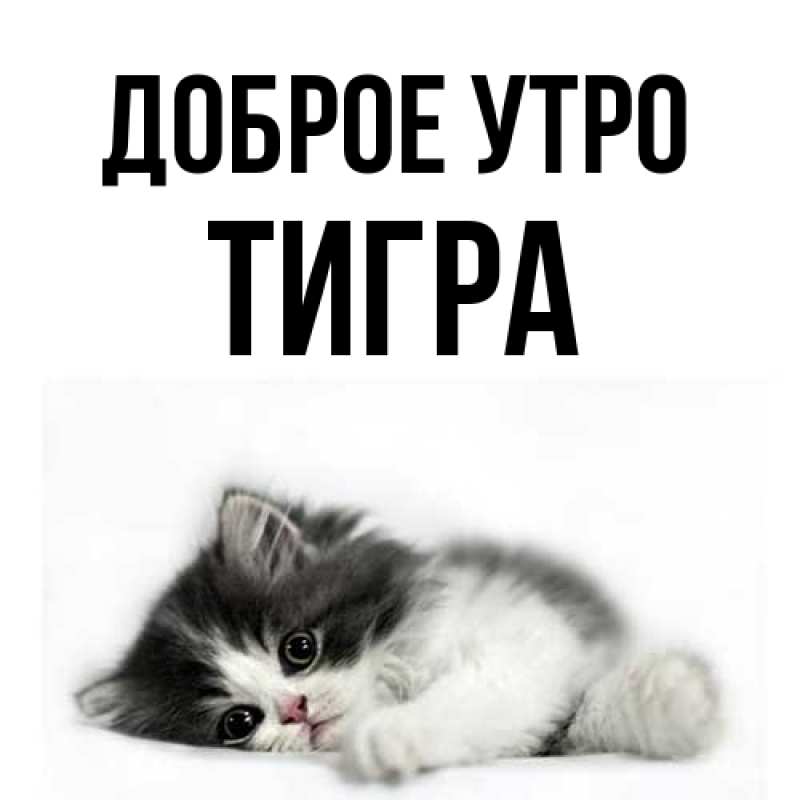 Картинка Доброе утро, Тигpа