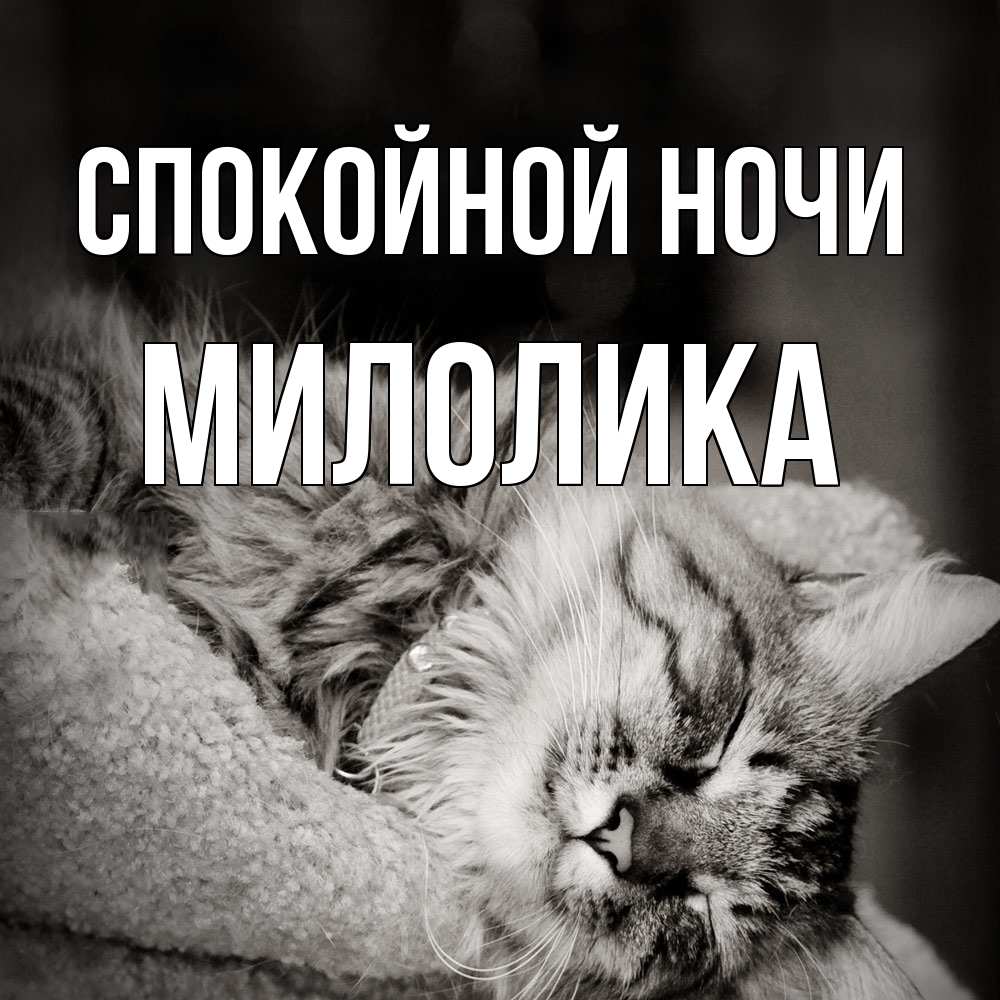Открытка на каждый день с именем, Милолика Спокойной ночи котярик пушистый Прикольная открытка с пожеланием онлайн скачать бесплатно 