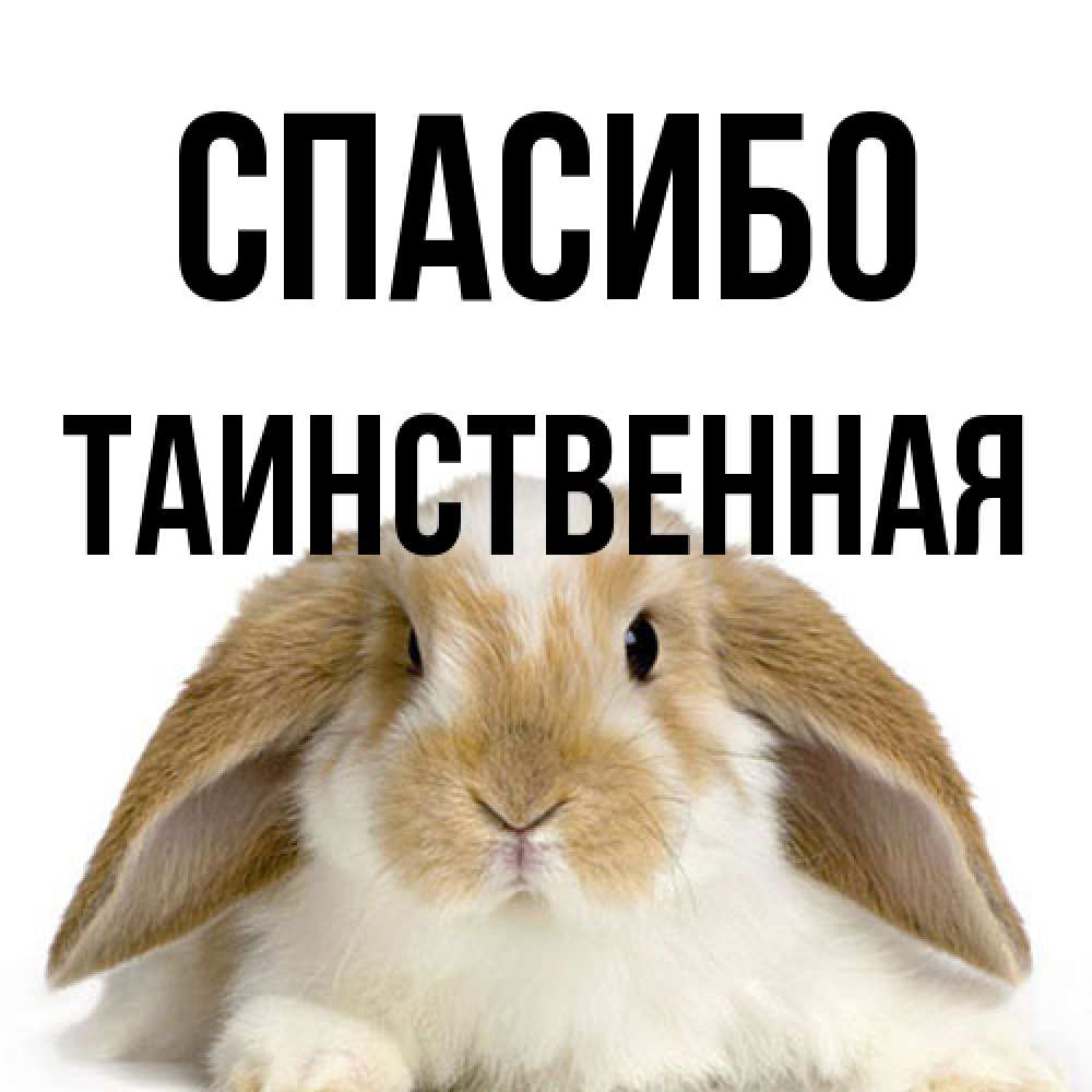 Открытка на каждый день с именем, таинственная Спасибо коричнево белый заяц Прикольная открытка с пожеланием онлайн скачать бесплатно 