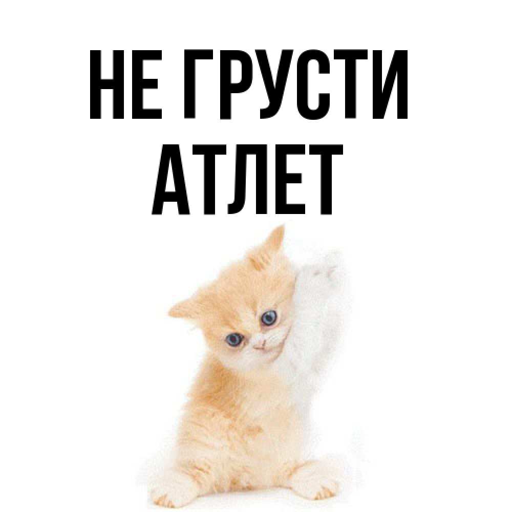 Открытка на каждый день с именем, Атлет Не грусти просящий кот Прикольная открытка с пожеланием онлайн скачать бесплатно 