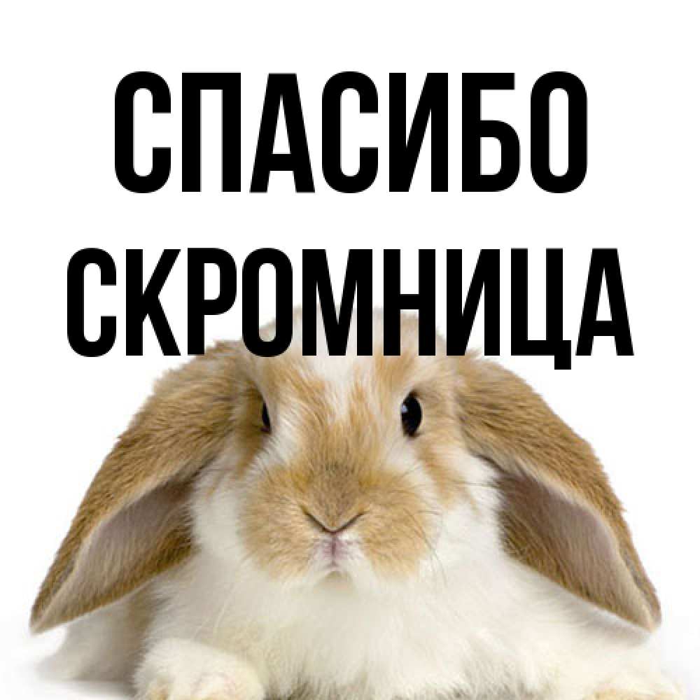 Открытка на каждый день с именем, Скромница Спасибо коричнево белый заяц Прикольная открытка с пожеланием онлайн скачать бесплатно 