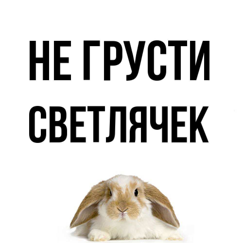 Открытка на каждый день с именем, Светлячек Не грусти коричнево белый заяц с большими ушками Прикольная открытка с пожеланием онлайн скачать бесплатно 