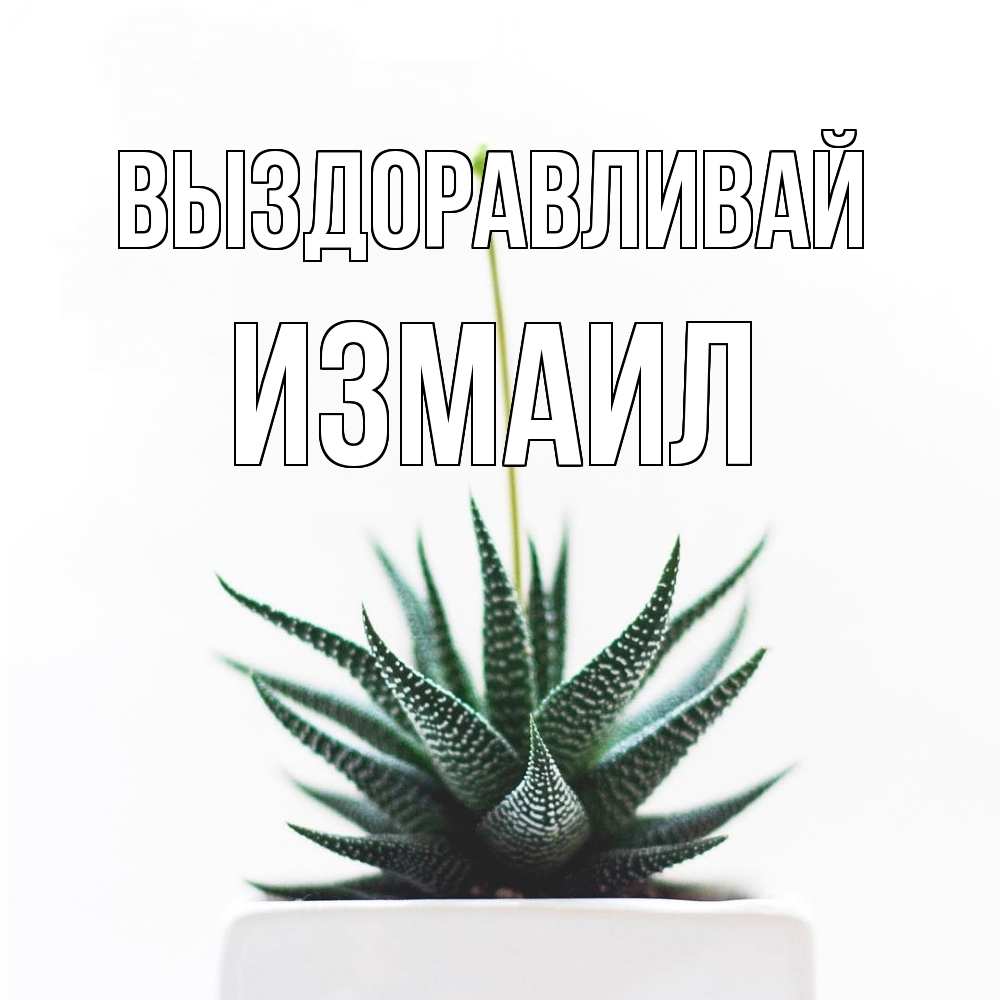 Открытка на каждый день с именем, Измаил Выздоравливай короче это непонятная колючка Прикольная открытка с пожеланием онлайн скачать бесплатно 