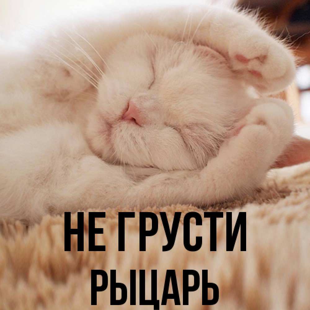 Открытка на каждый день с именем, Рыцарь Не грусти Котенок спит Прикольная открытка с пожеланием онлайн скачать бесплатно 