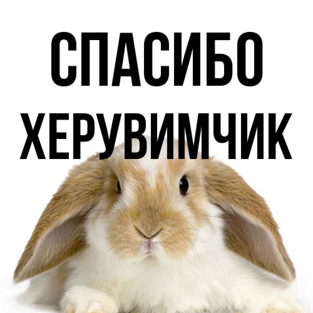 Открытка на каждый день с именем, Хеpувимчик Спасибо коричнево белый заяц Прикольная открытка с пожеланием онлайн скачать бесплатно 