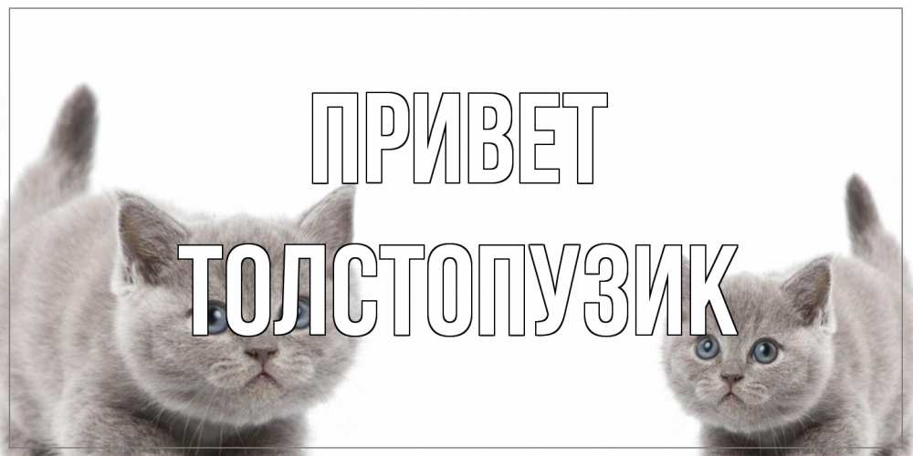Открытка на каждый день с именем, Толстопузик Привет коты Прикольная открытка с пожеланием онлайн скачать бесплатно 
